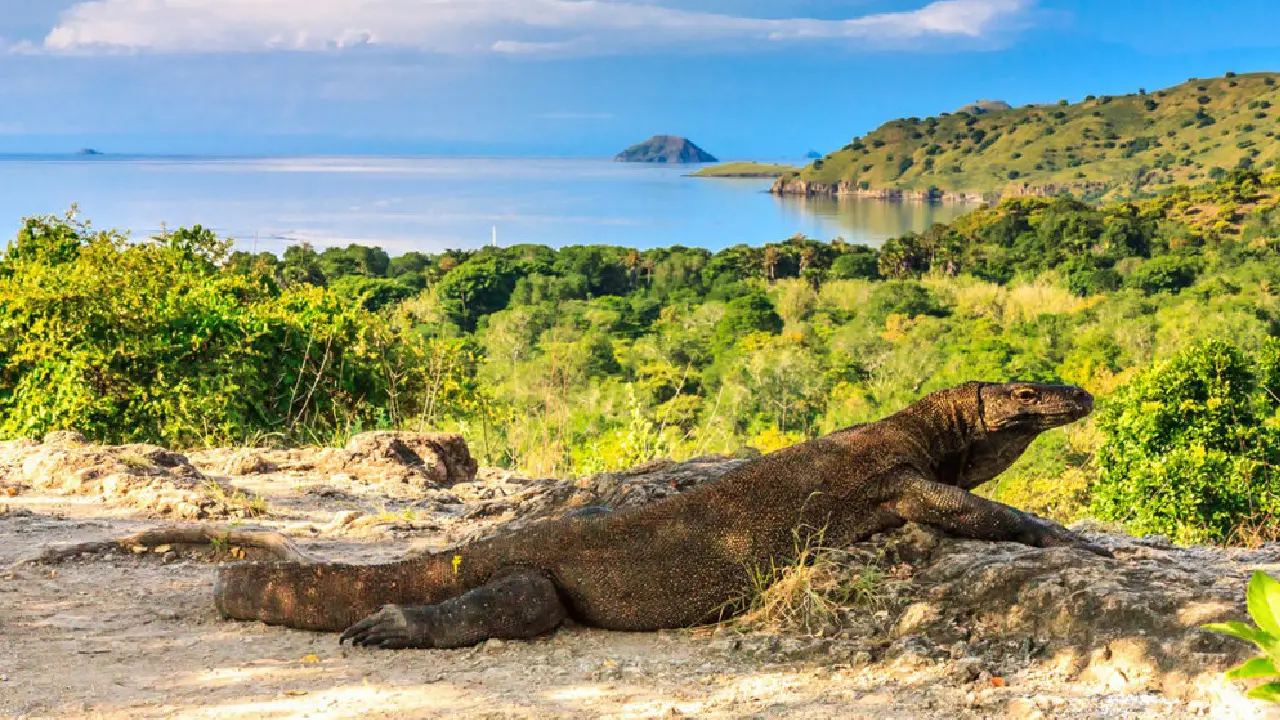 visit komodo island to meet mighty komodo dragons