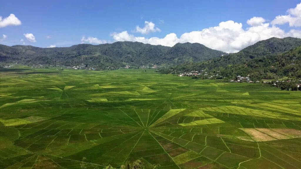 amazing spider field at ruteng flores